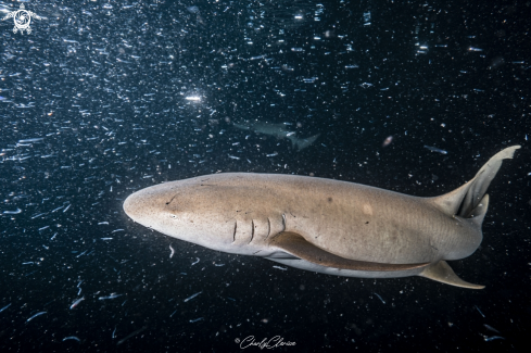 A Ginglymostoma cirratum | Nurse Shark