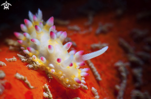 A Nudi