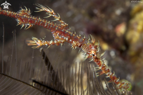 A Ghostpipe fish