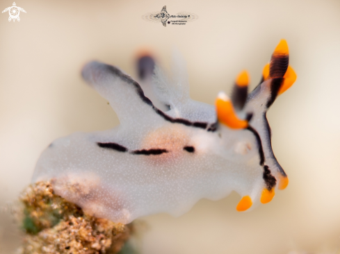 A Thecacera picta (Baba, 1972)  | Nudibranch