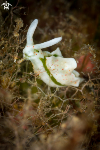 A Elysia timida nudibranch