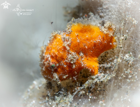 A Frogfish