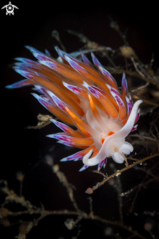 A Cratena peregrina nudibranch | Cratena nudibranch