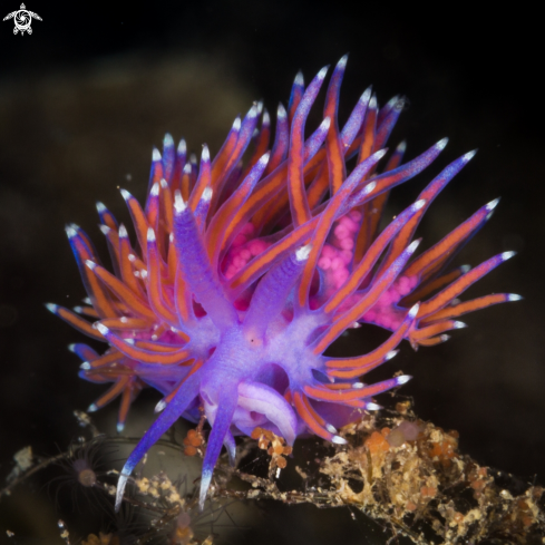 A Flabellina affinis nudibranch