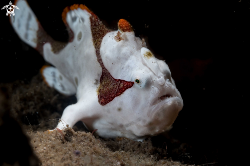 A Atennarius maculatus | Warty frogfish