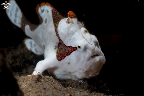 A Warty frogfish