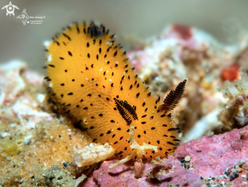 A Sea Rabbit Nudibranch