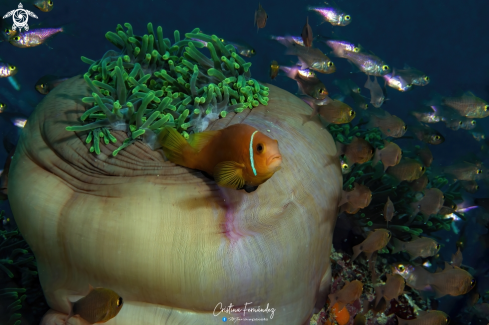 A Amphiprion nigripes  | Clownfish