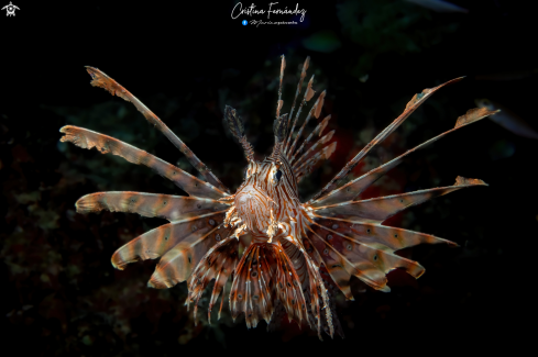 A Lionfish