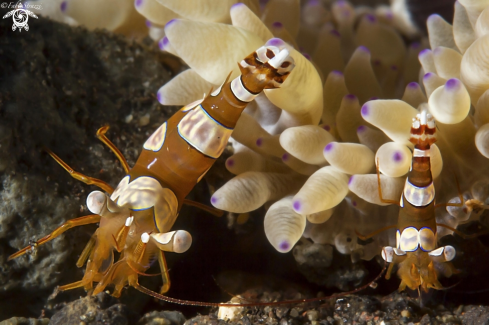 A Thor amboinensis | SQUAT SHRIMP