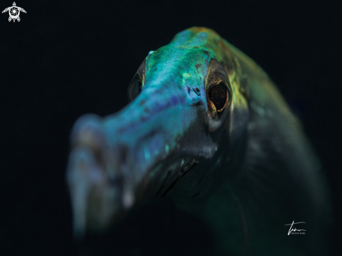 A Trumpetfish