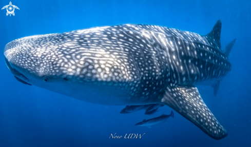 A Whaleshark