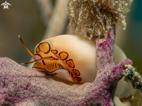 A Cyphoma gibbosum | Flamingo tongue