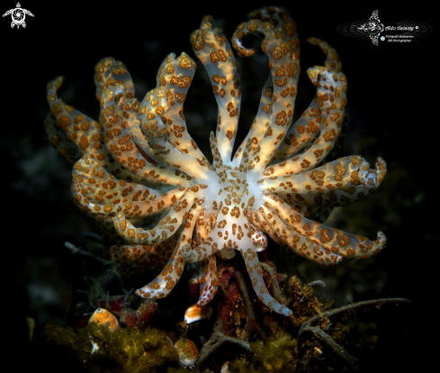 A Phyllodesmium longicirrum (Bergh, 1905) | Solar Powered Seaslug