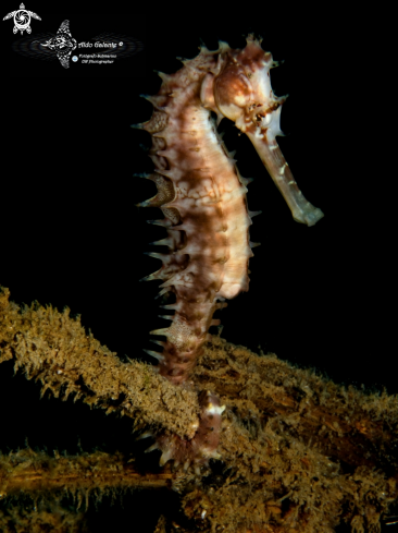 A Thorny Seahorse 