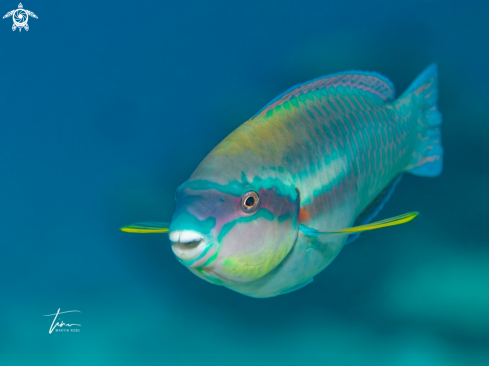 A Scarus taeniopterus | Princess Parrotfish