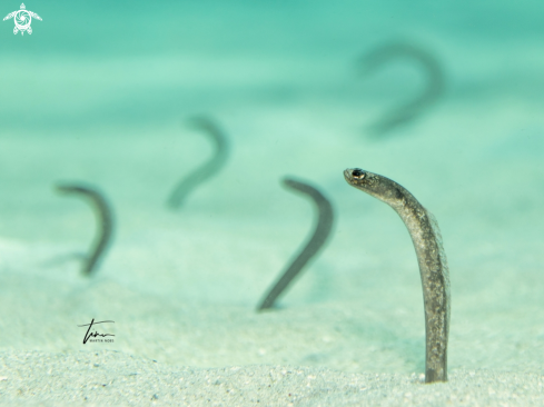 A Garden eel