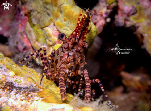 A Marbled Shrimp