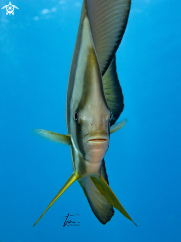 A Platax teira | Longfin Spadefish