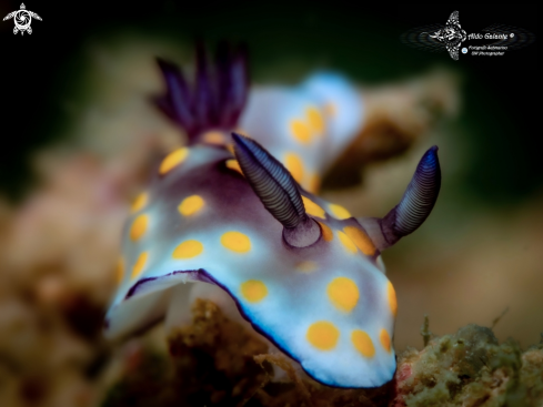 A Goniobranchus Annulatus (Eliot 1904)  | Goniobranchus Nudibranch