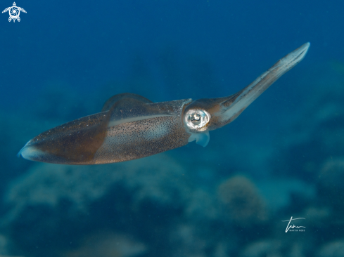 A Sepioteuthis sepioidea | Caribbean Reefsquid