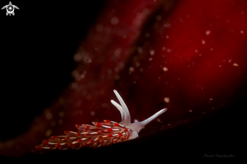 A NUDIBRANCH