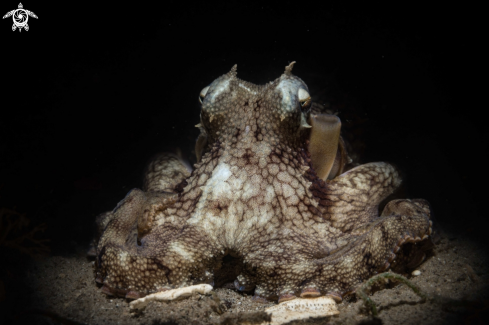 A Coconut octopus