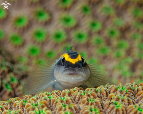 A Elacatinus evelynae | Sharknose Goby