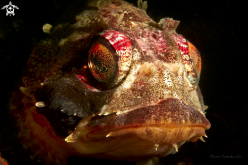 A Hemilepidotus gilberti Jordan & Starks, 1904 | GOBY