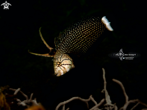 A Novaculichthys taeniourus (Lacepède, 1801) | Dragon Wrasse