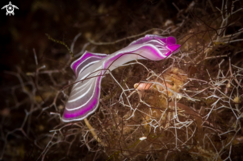 Planaria rosa