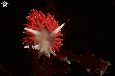 A Flabellina Nobilis | NUDIBRANCH