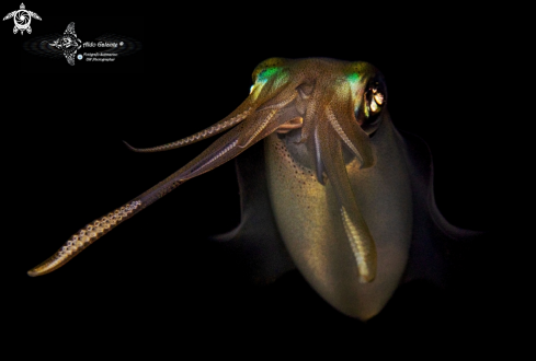 A Sepioteuthis lessoniana Férussac, 1831 | Squid