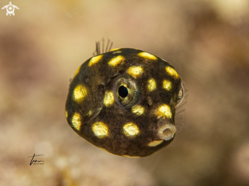 A Lactophrys triqueter | Smooth Trunkfish