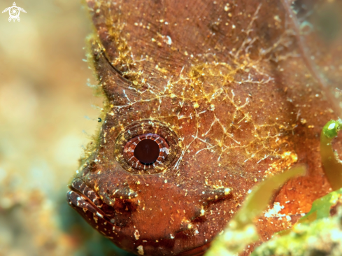 A Leaf Fish