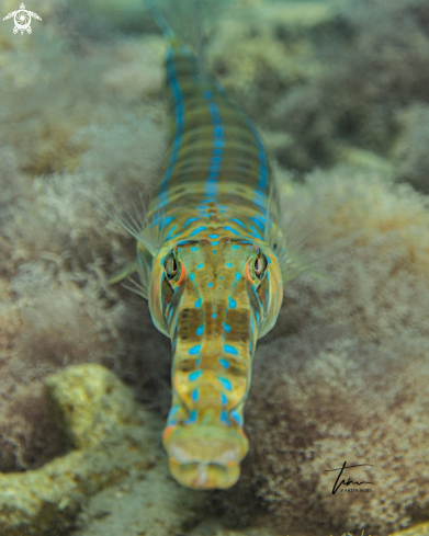 A Bluespotted Cornetfish