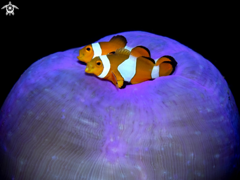 A Clownfish Juvenil