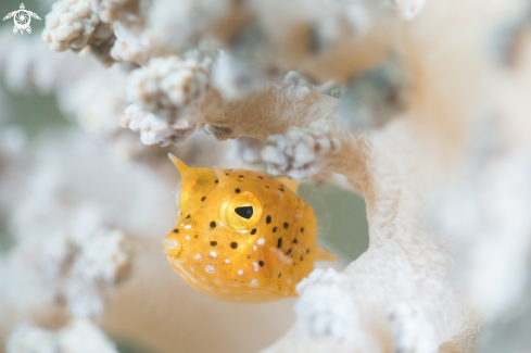 A Lactoria diaphana | Roundbelly cowfish