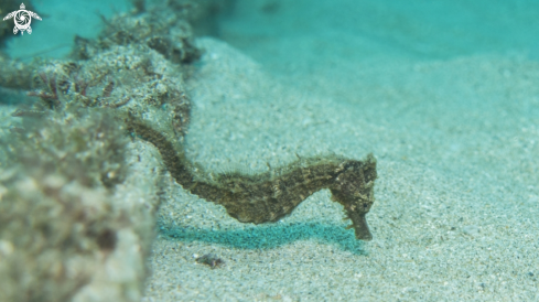 A Spotted seahorse