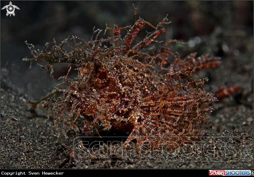 A Ambon scorpionfish