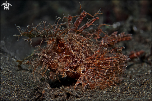 A Pteroidichthys amboinensis | Ambon scorpionfish