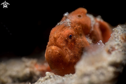 A Painted frogfish