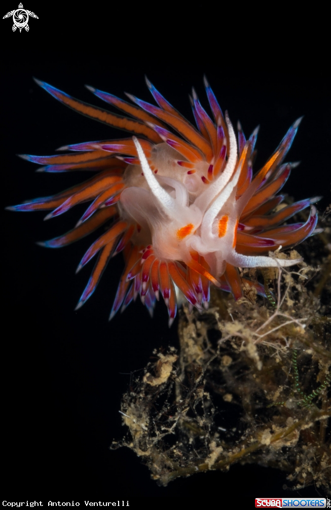 A Cratena nudibranch mating