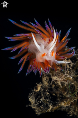 A Cratena nudibranch mating