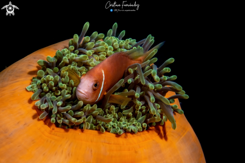 A  Amphiprion nigripes  | Clownfish