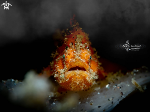 A Frogfish