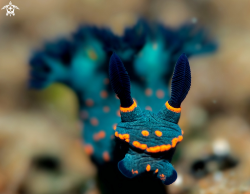 A Nembrotha Nudibranch