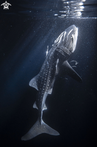 A Rhincodon typus | Whaleshark