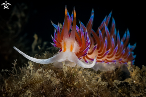 A Cratena peregrina | Cratena nudibranch 