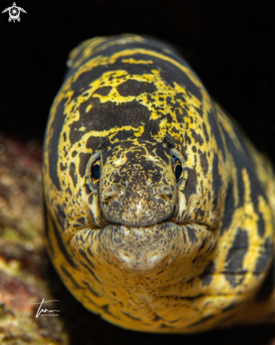 A Chain Moray Eel